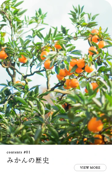 みかんの歴史