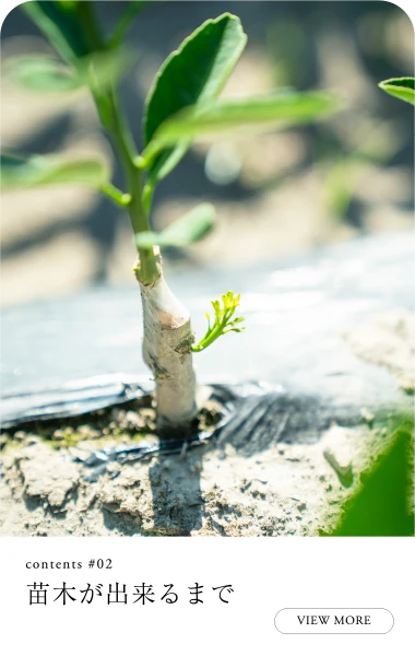 苗木が出来るまで