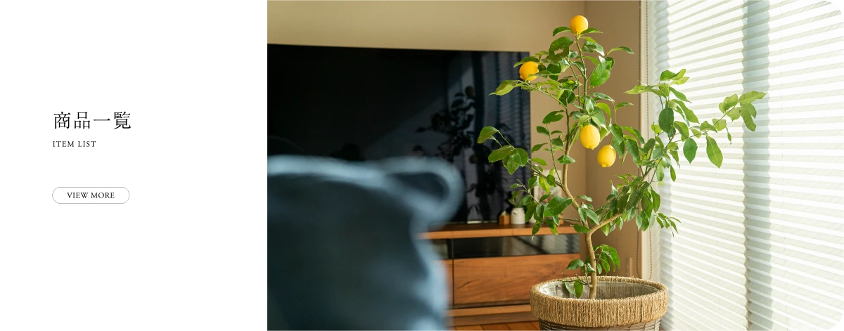 柑橘苗商品一覧