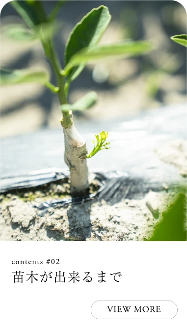苗木が出来るまで