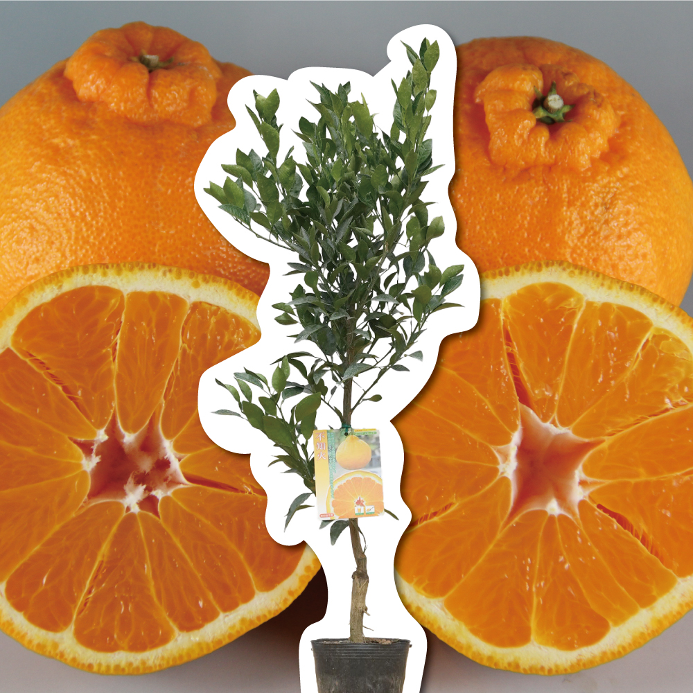 不知火(デコポン)