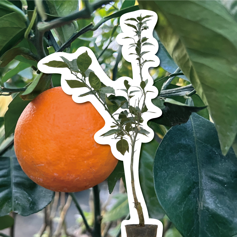 マルチーズブラッド