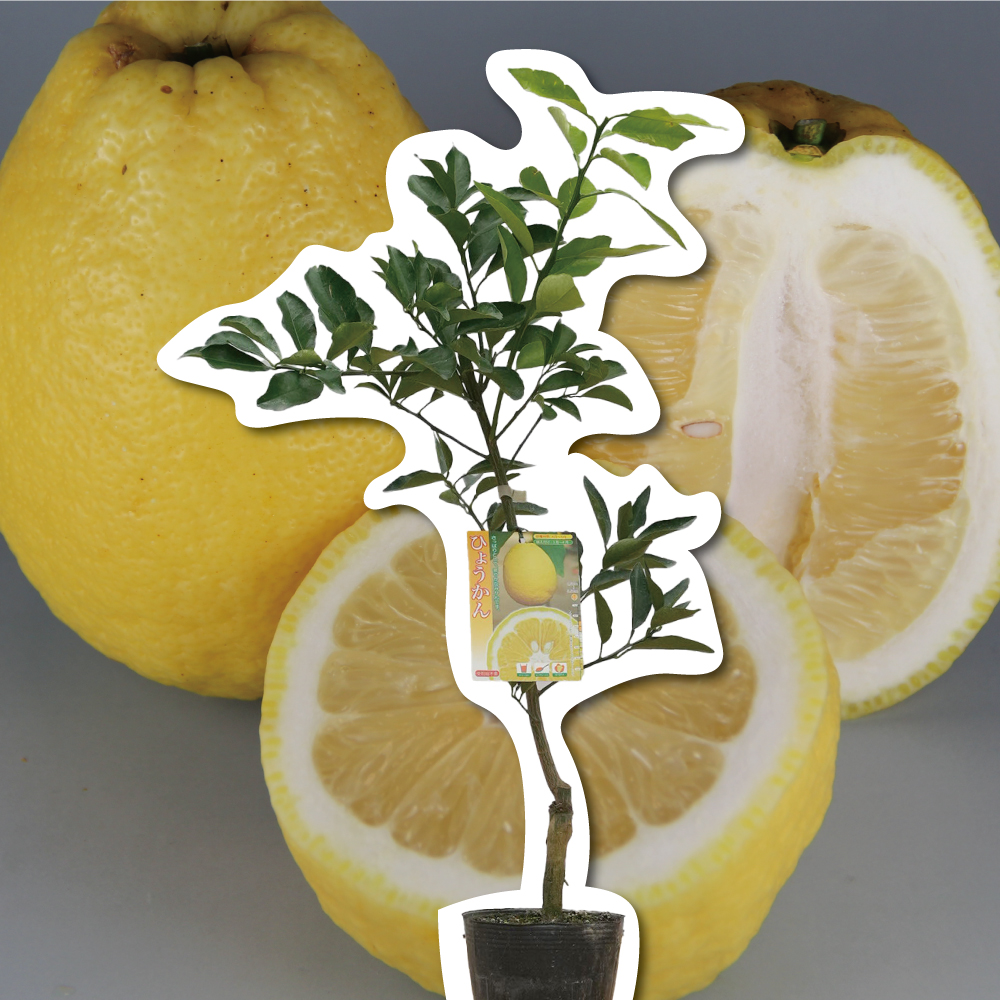 ひょうかん(弓削瓢柑)