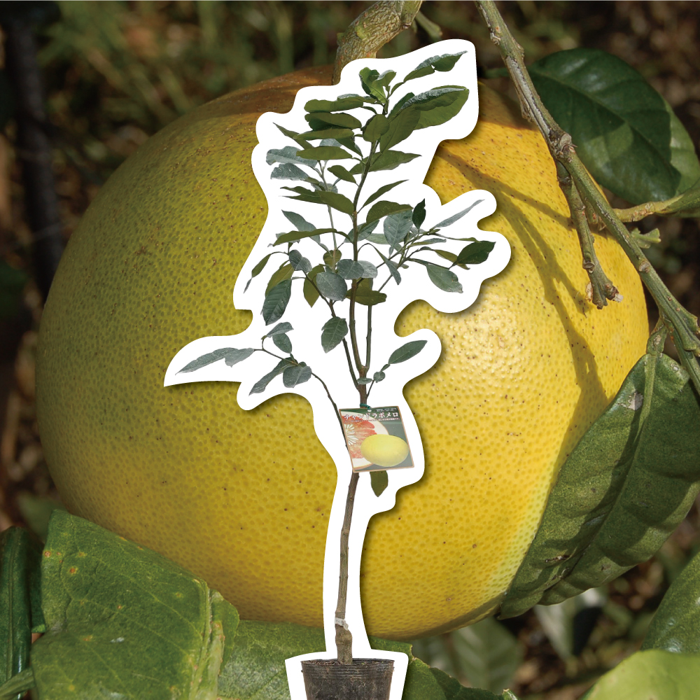 チャンドラポメロ