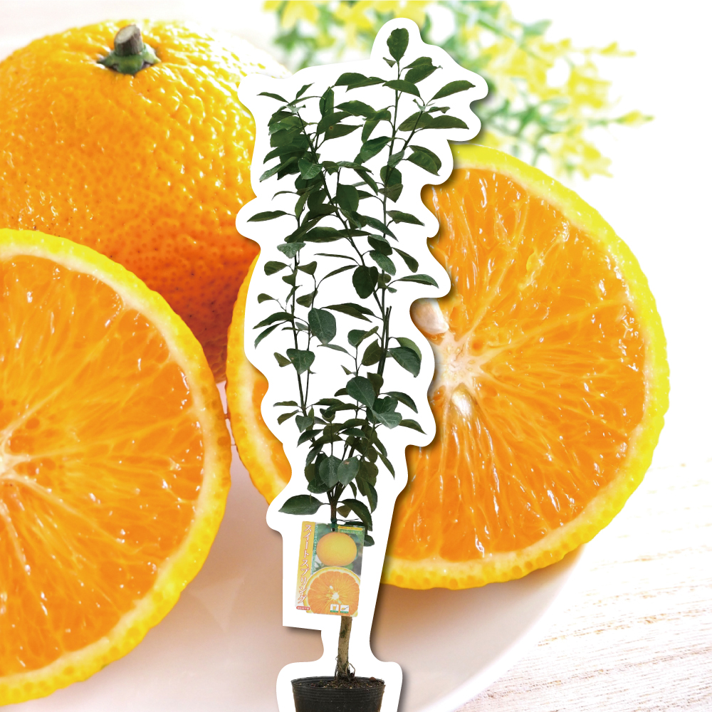 スイートスプリング