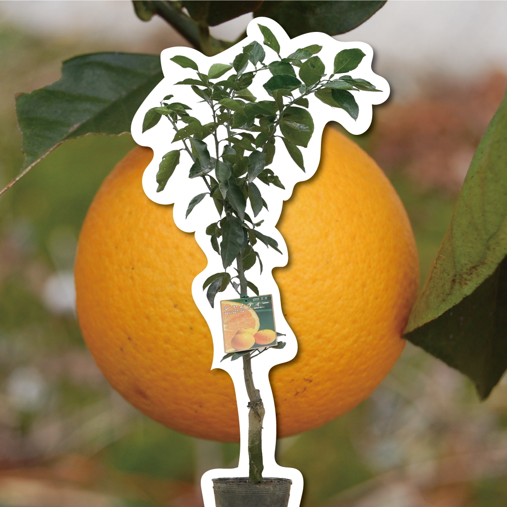 シャムーティー