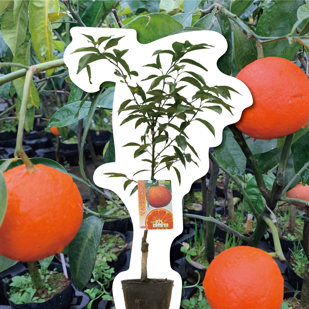 クレメンティン