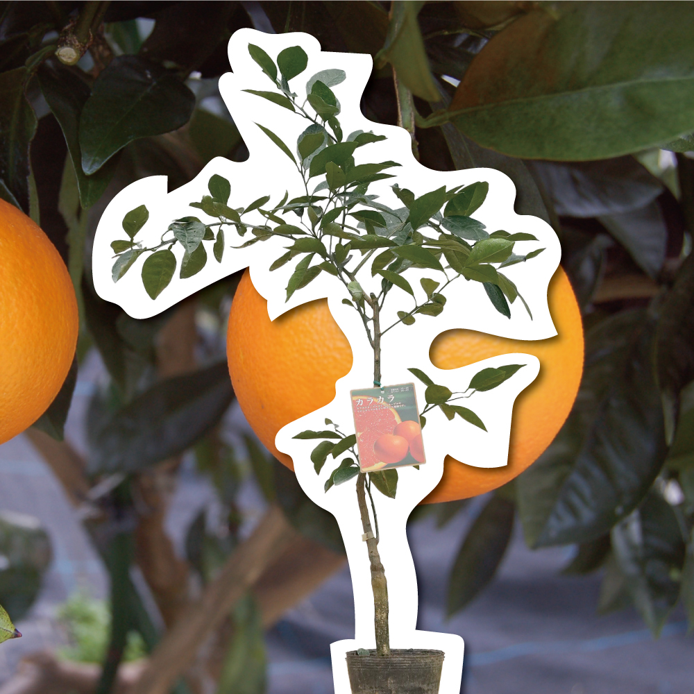 カラカラネーブル