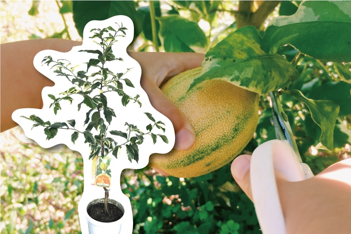 ピンクレモネード