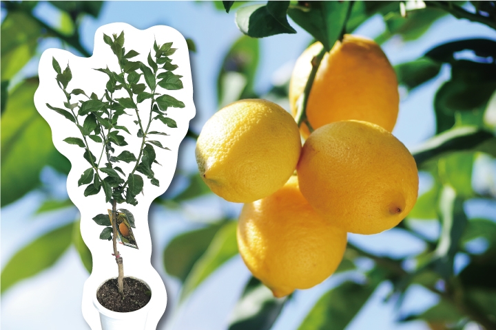 とげ無マイヤーレモン