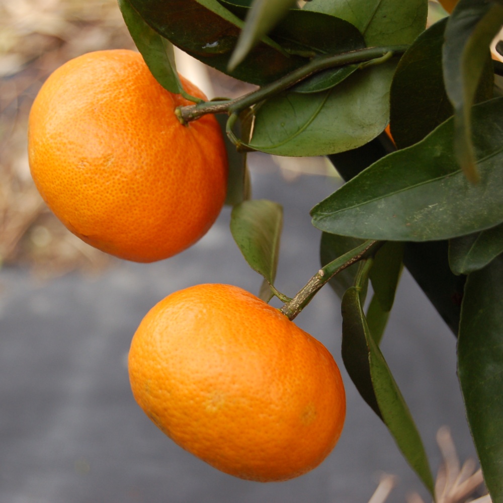 アンコール(素掘り苗)