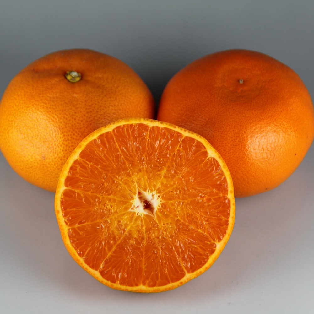 せとか(素掘り苗)