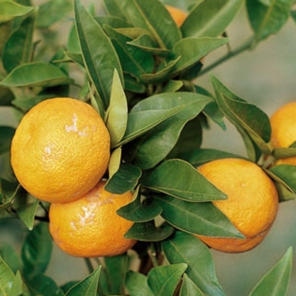 スダチ(素掘り苗)