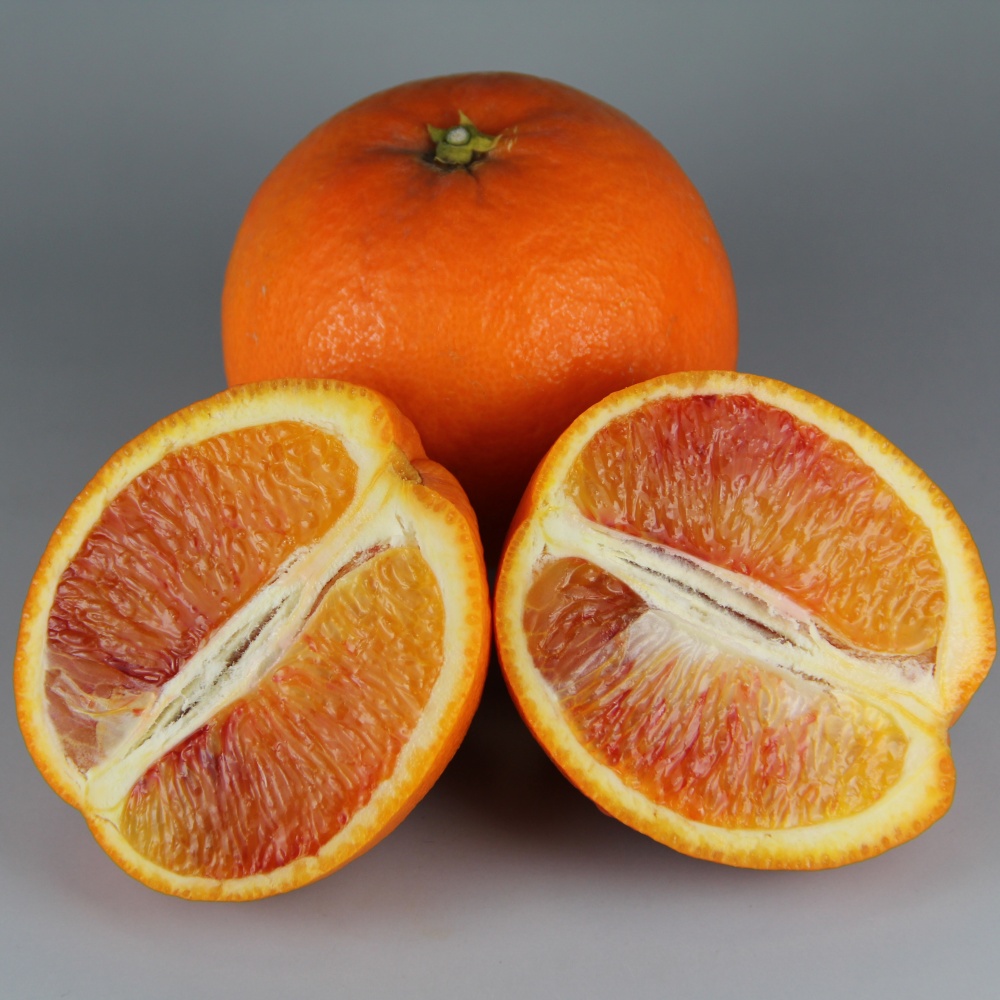 タロッコ(素掘り苗)