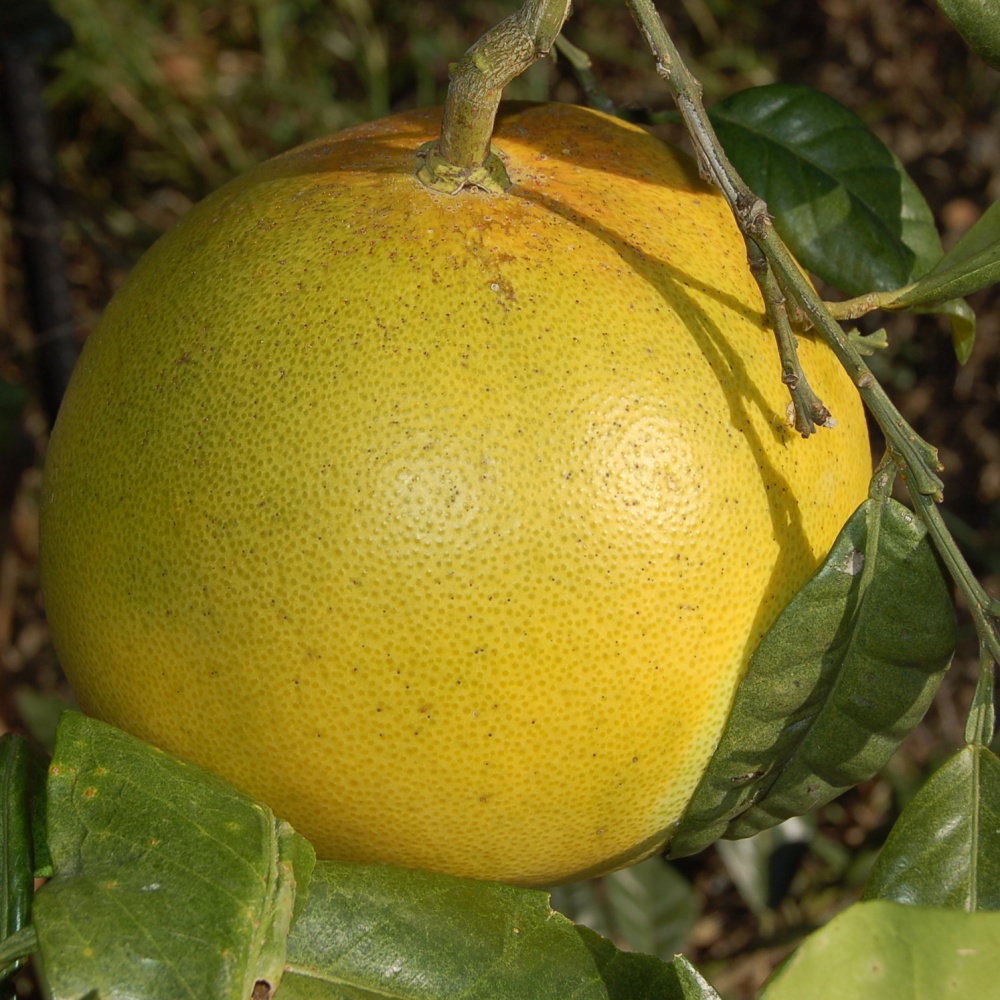 チャンドラポメロ(素掘り苗)