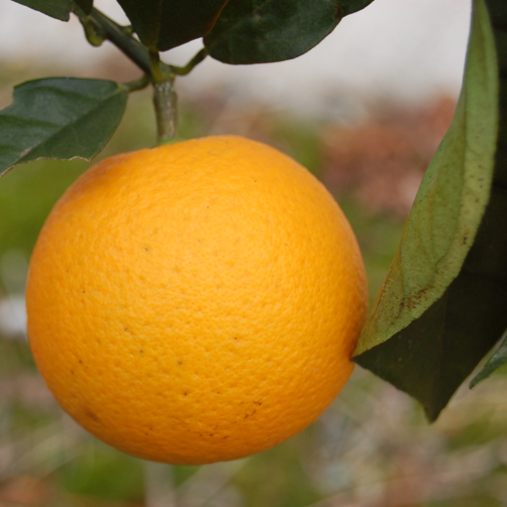 シャムーティー(素掘り苗)