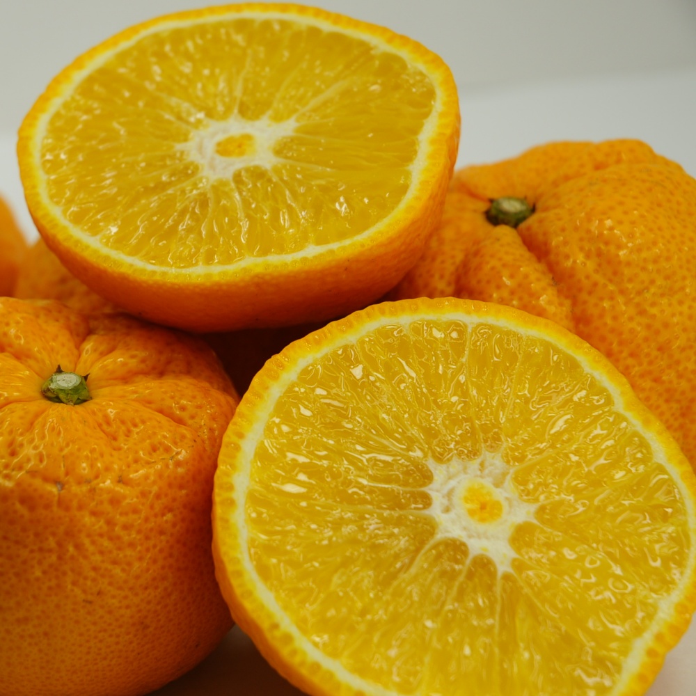 ジャバラ(素掘り苗)