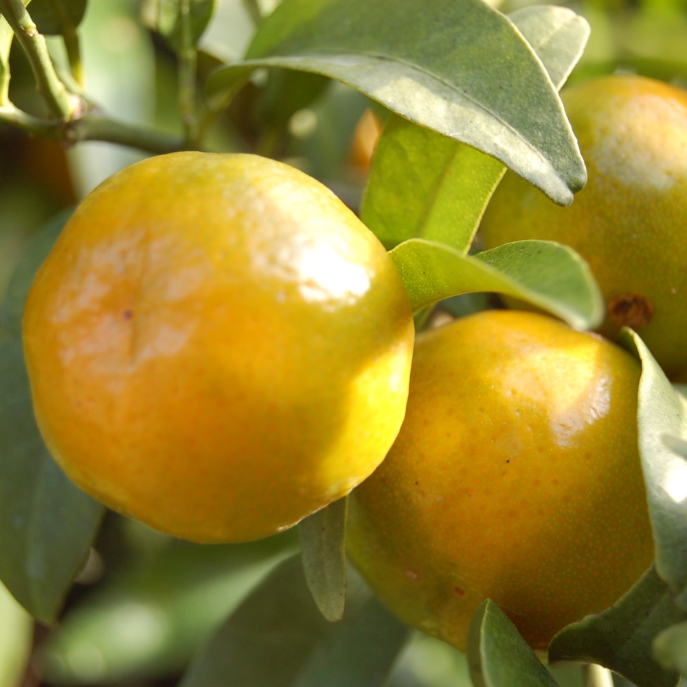 シークワーサー(素掘り苗)