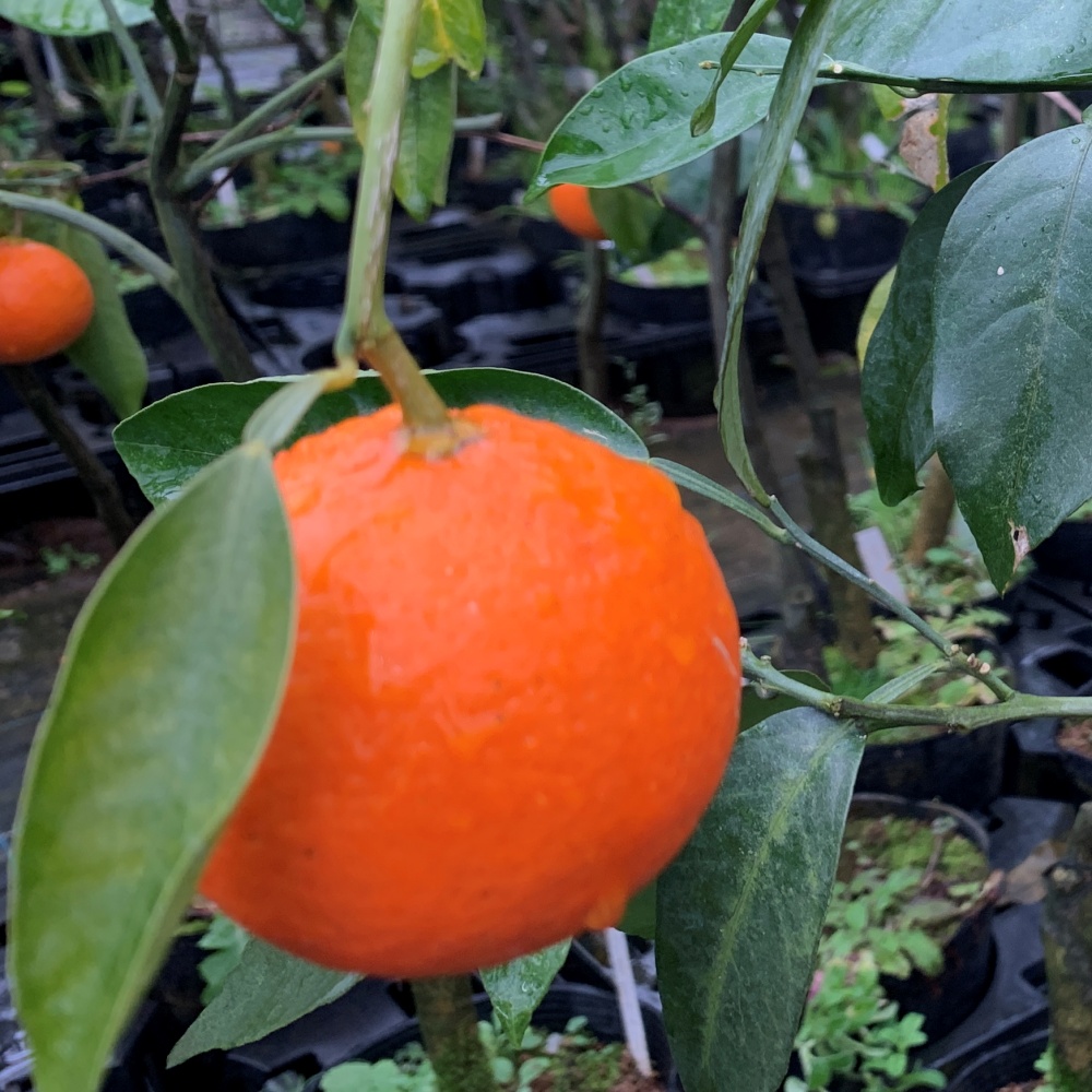 クレメンティン(素掘り苗)