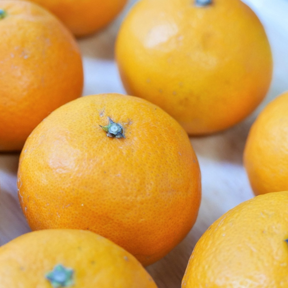 カラ(素掘り苗)