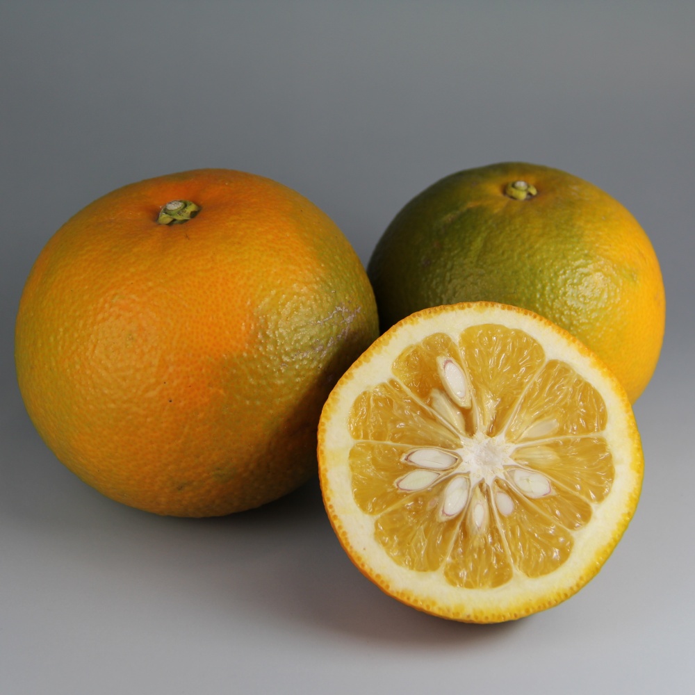 カブス(素掘り苗)