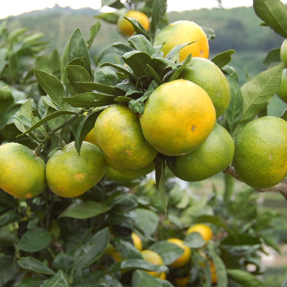 おおいた早生(素掘り苗)