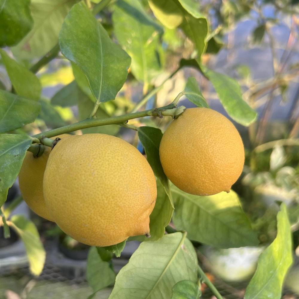 カリスティニ(素掘り苗)