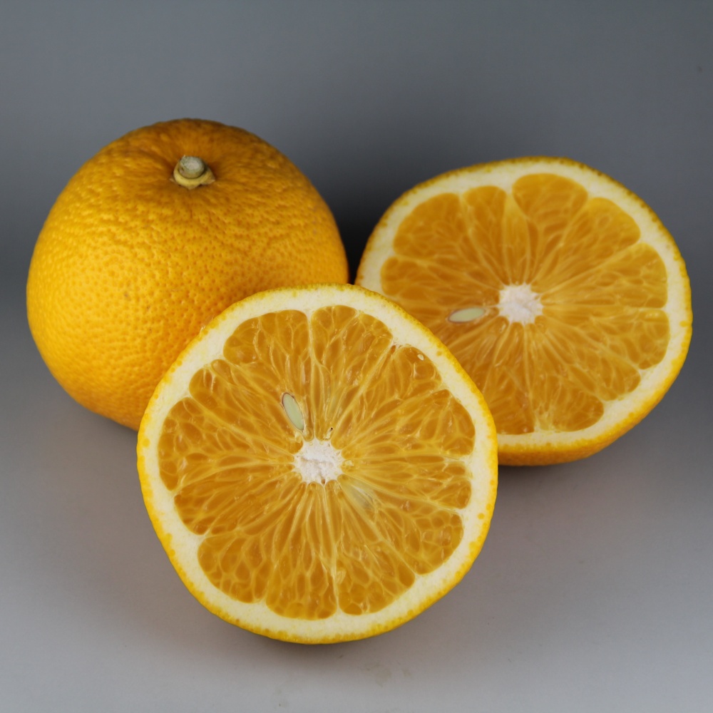 普通八朔(素掘り苗)