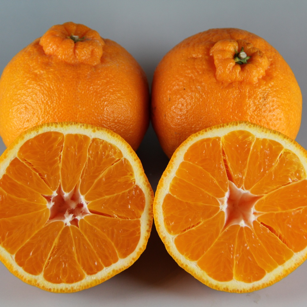 不知火(デコポン)(素掘り苗)