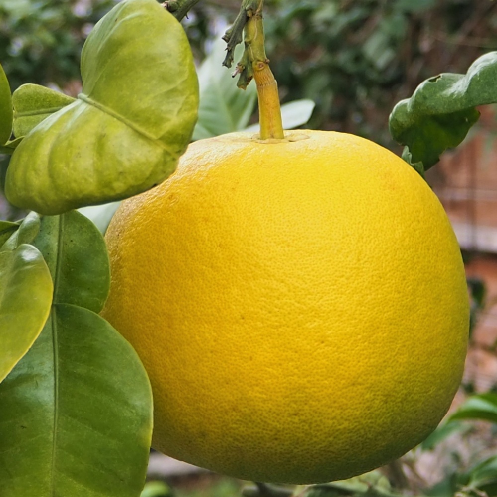 晩白柚(素掘り苗)