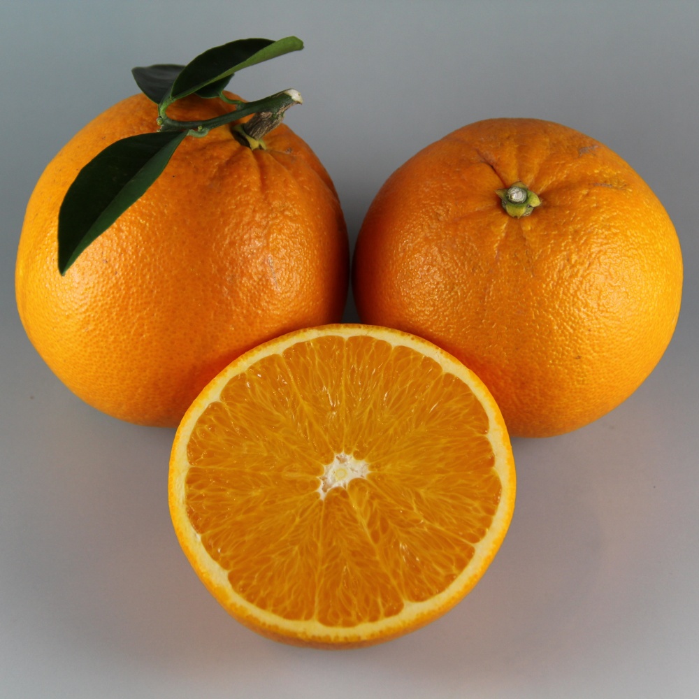 白柳ネーブル(素掘り苗)