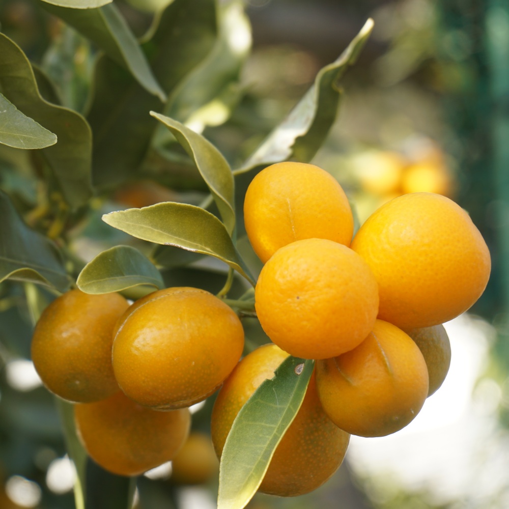 寧波キンカン(素掘り苗)