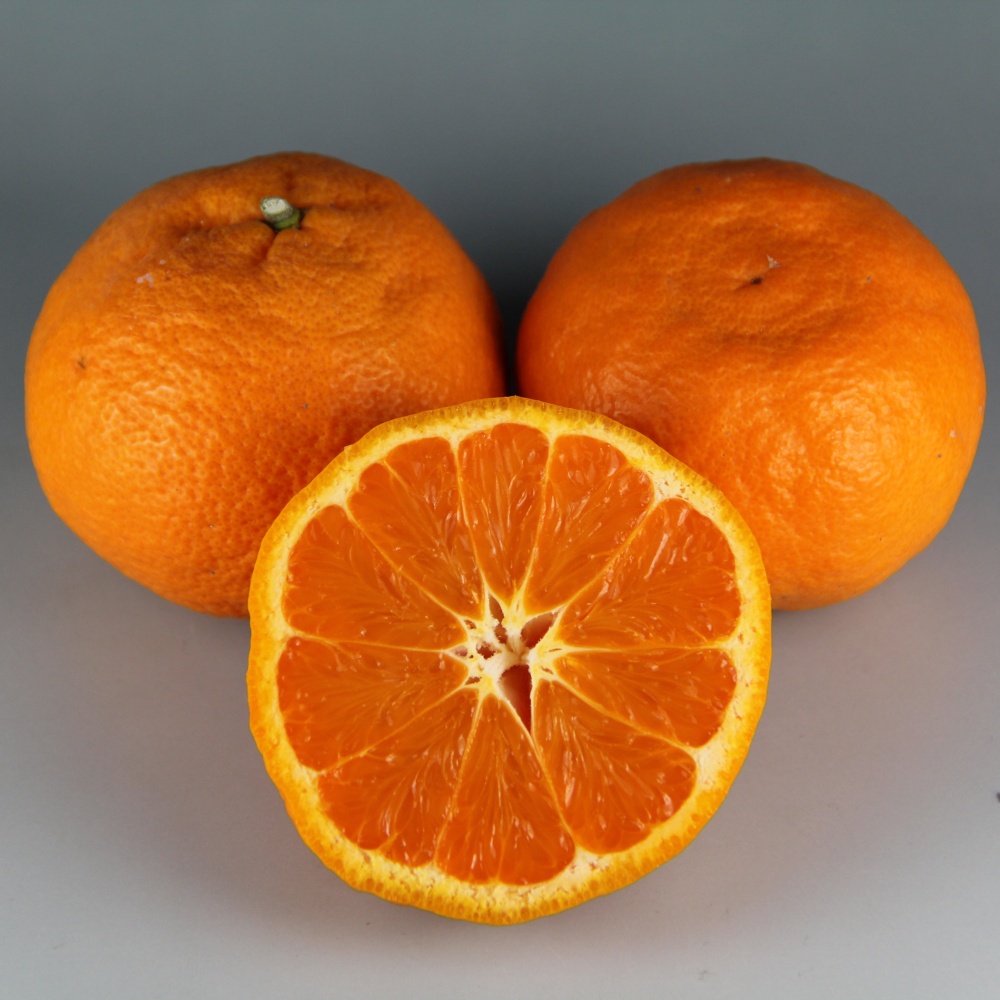 南津海(素掘り苗)