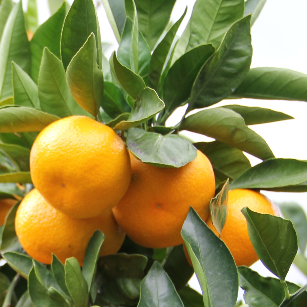 南柑20号(素掘り苗)