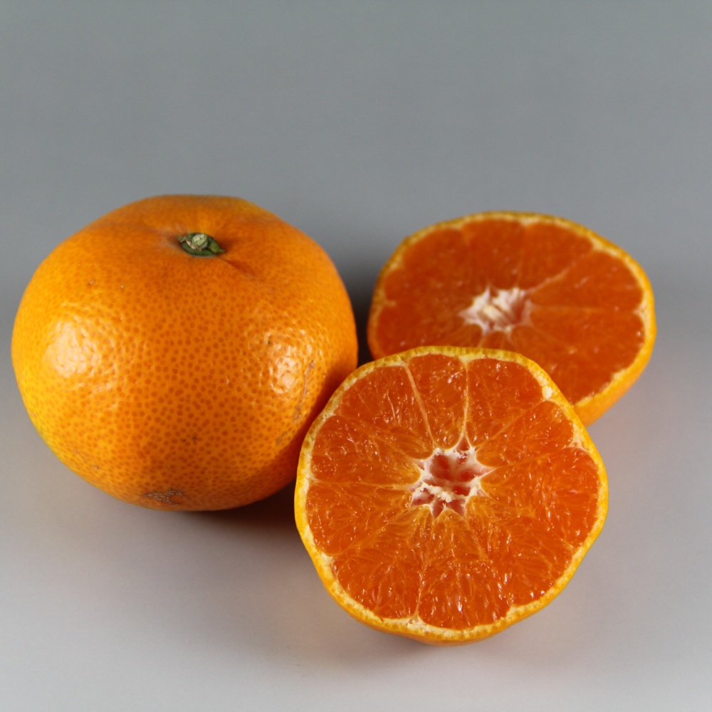 田口早生(素掘り苗)