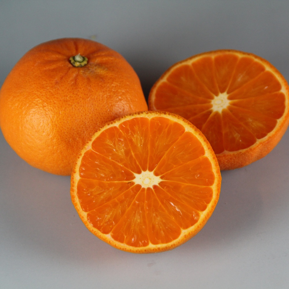 中間母本農6号(素掘り苗)