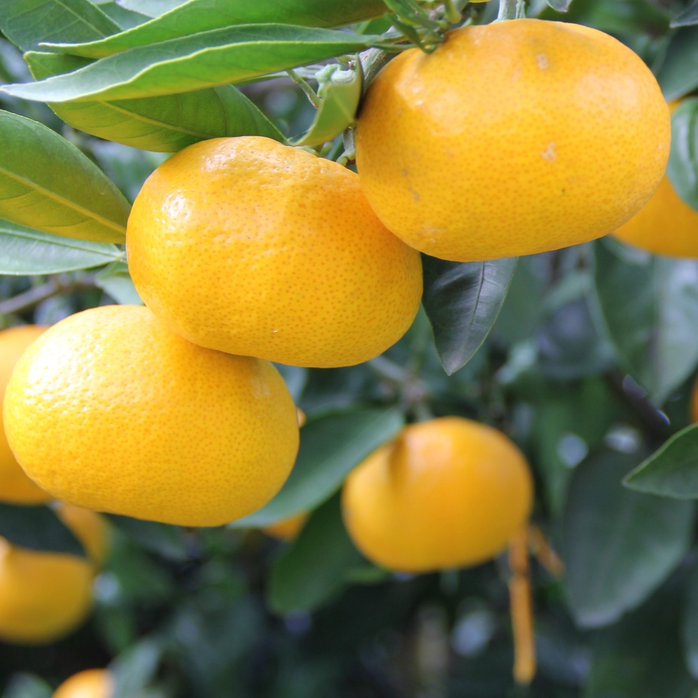 川田温州(素掘り苗)