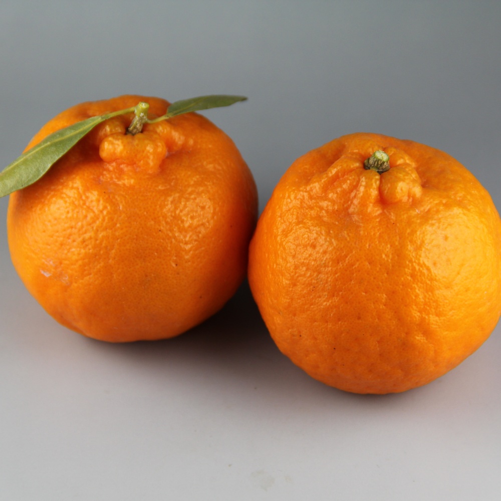 太田ポンカン(素掘り苗)