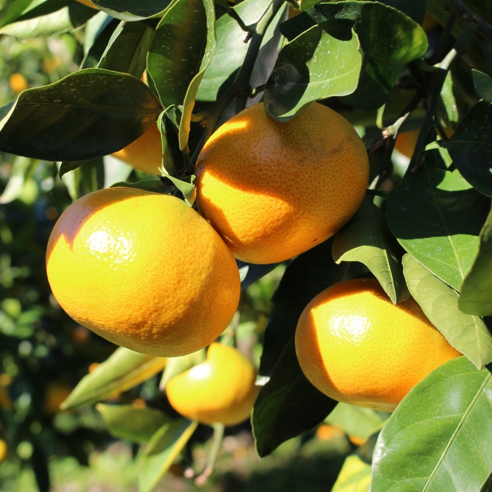 青島温州(素掘り苗)