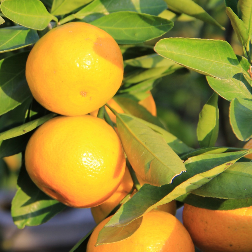 上野早生(素掘り苗)