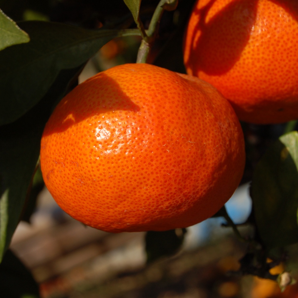 小原紅早生(実付き)