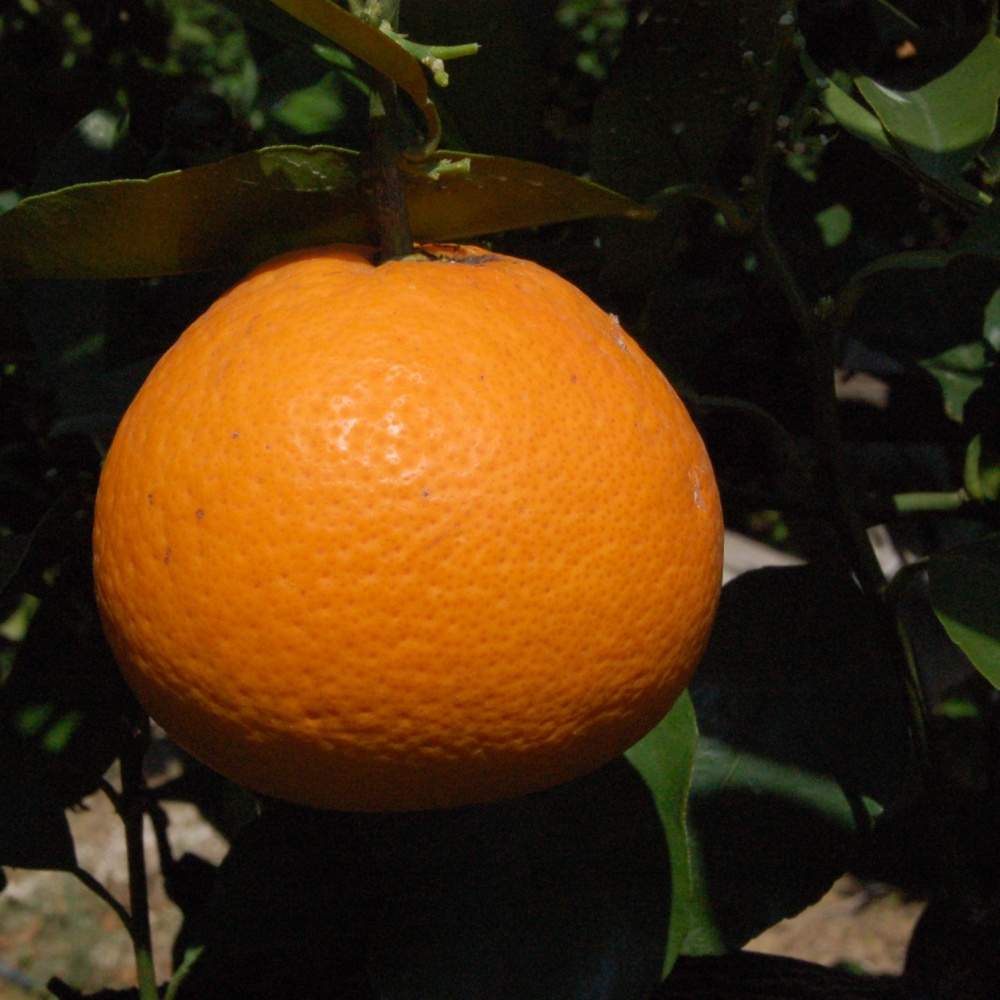 清見(素掘り苗)