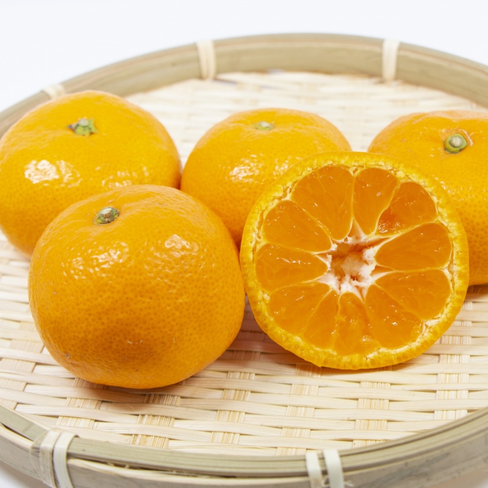 寿太郎(素掘り苗)