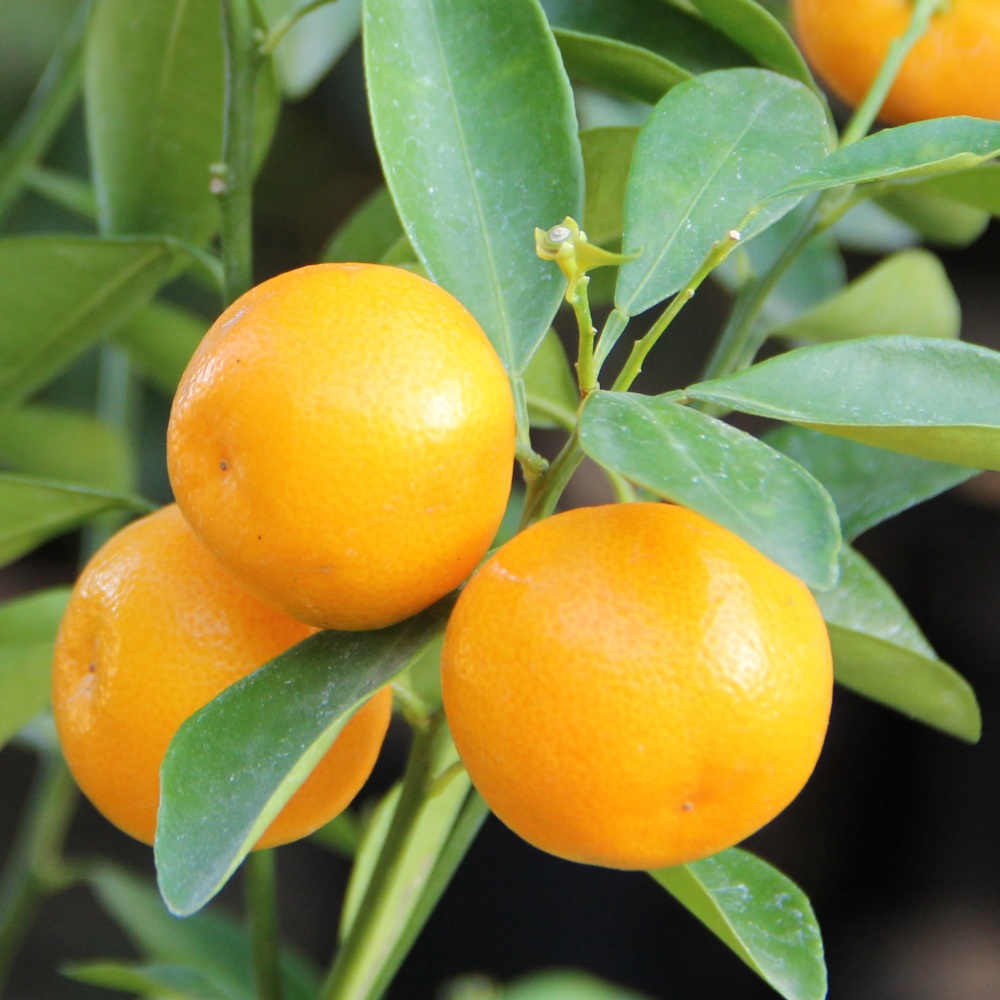 四季橘(素掘り苗)