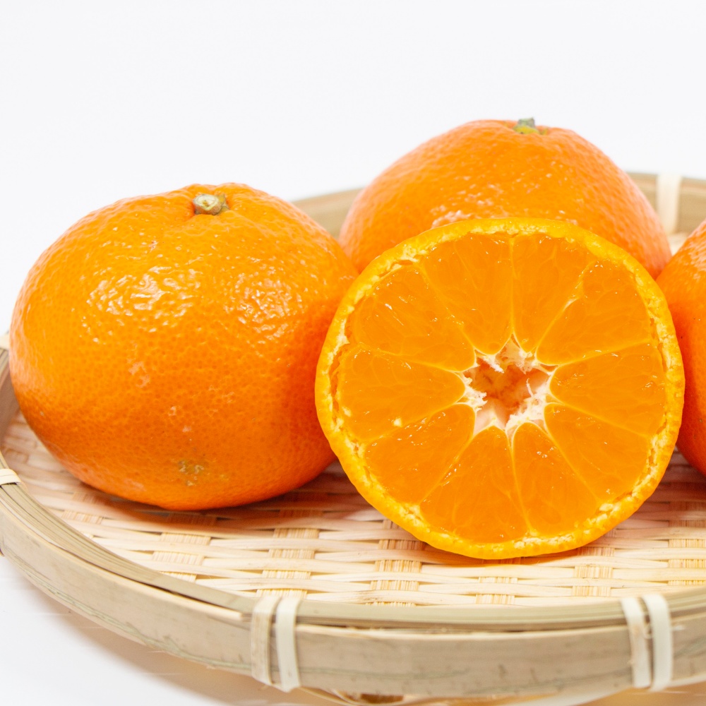 山下紅早生(素掘り苗)