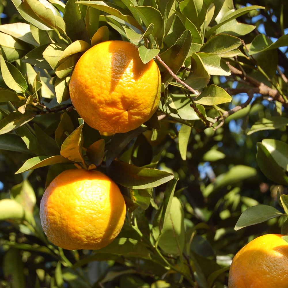 薩州ポンカン(素掘り苗)