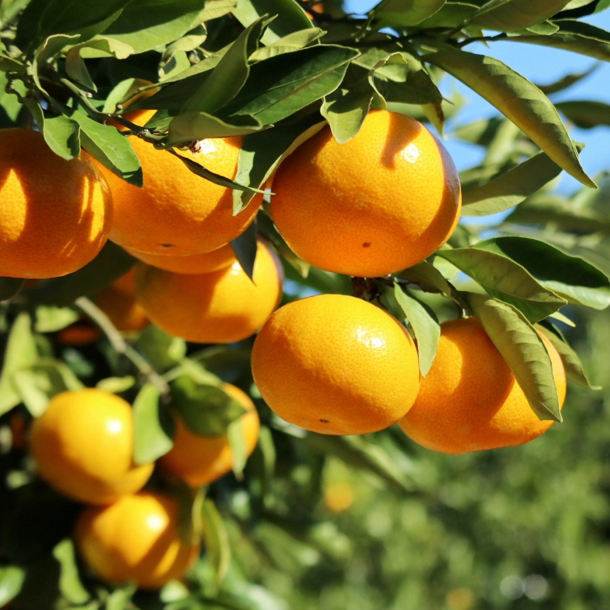 古田温州(素掘り苗)