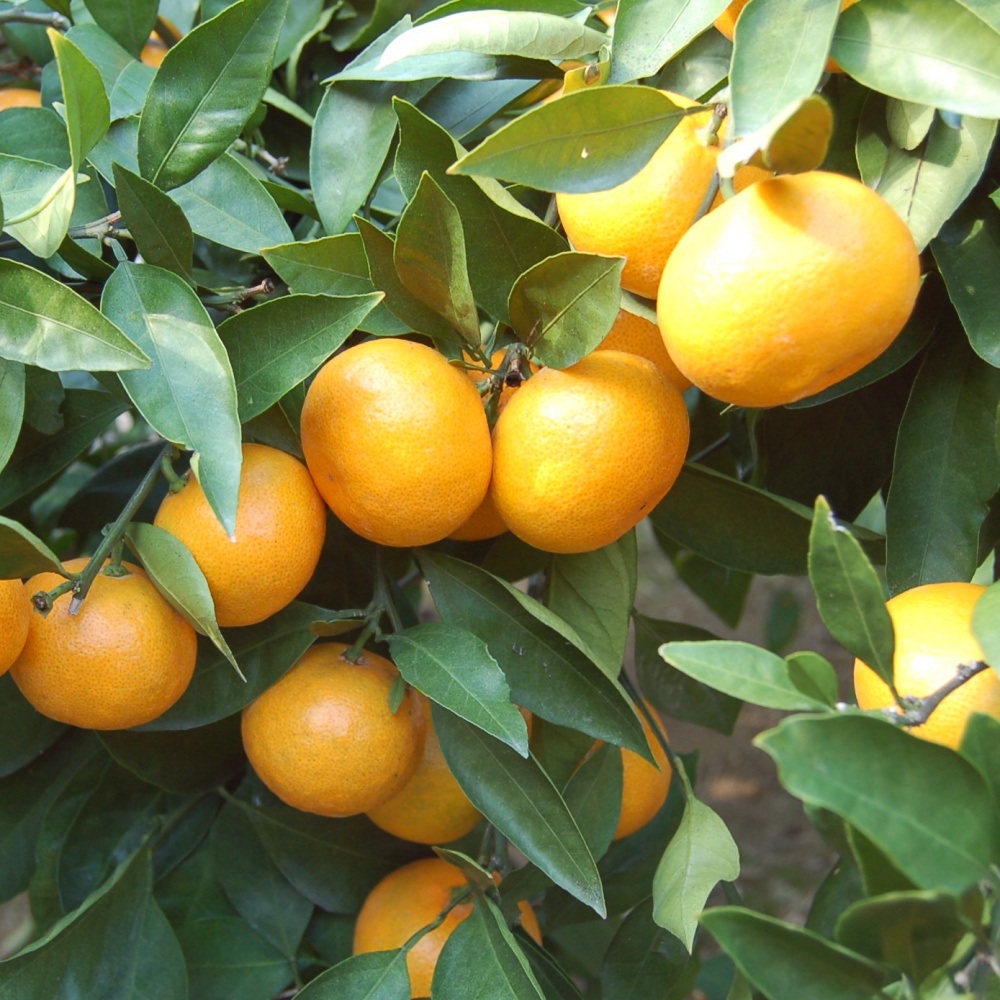 興津早生(素掘り苗)