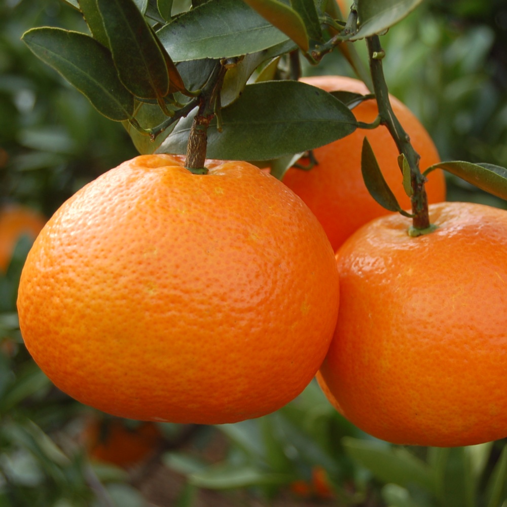 宮内伊予柑(素掘り苗)