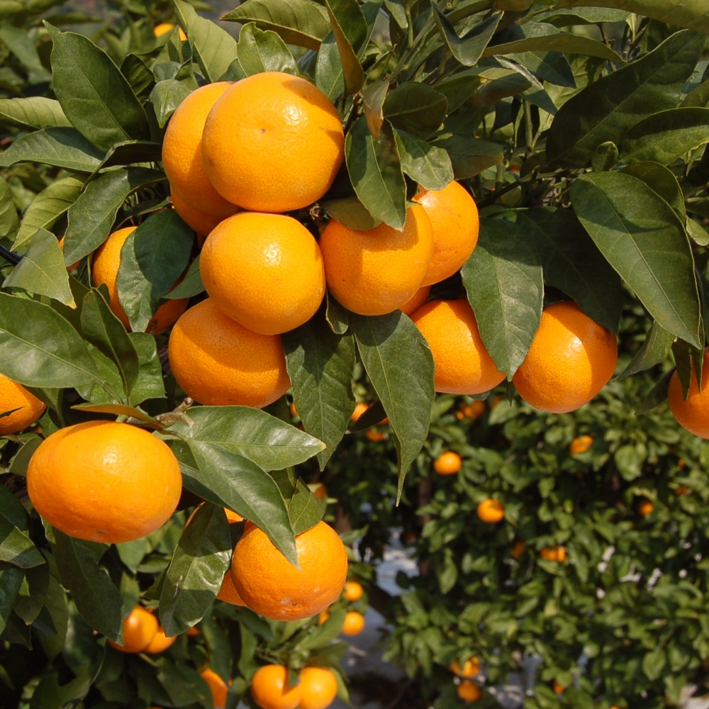 宮川早生(素掘り苗)